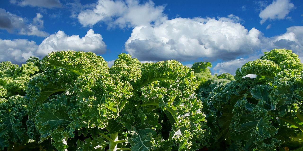 Image of Organic Veg Boxes