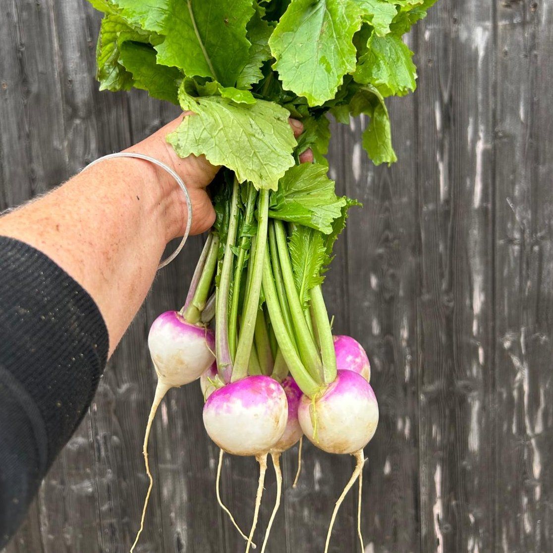Salad Turnips