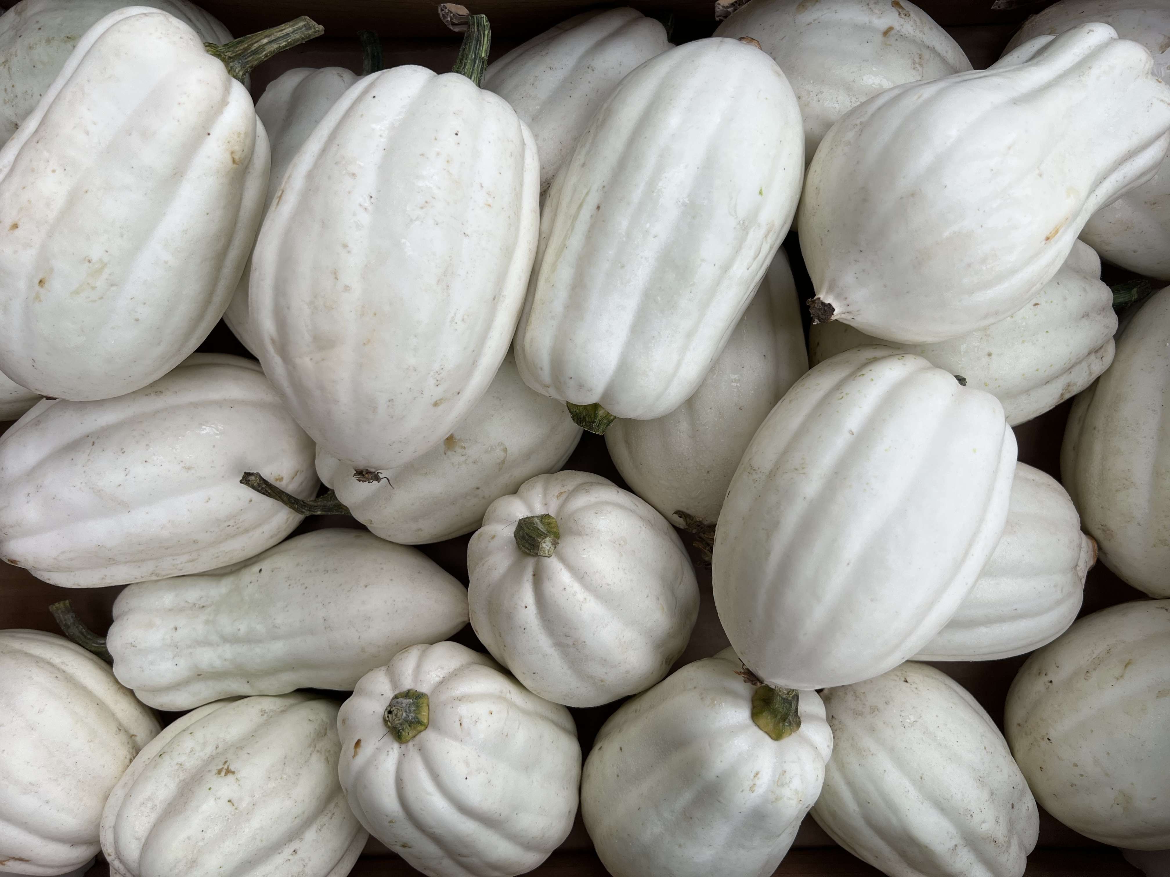 Image of Squash "Mashed Potato"