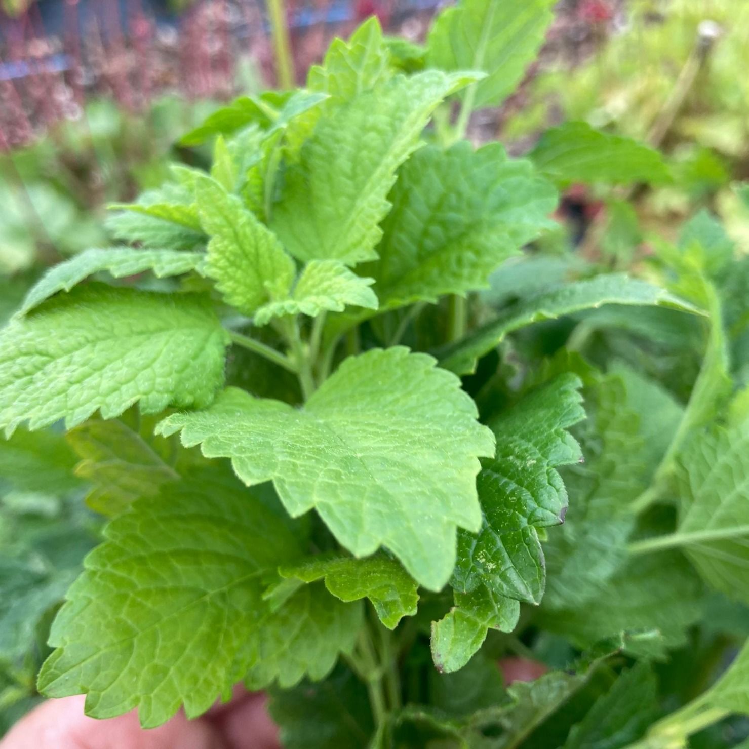 Image of Lemon Balm