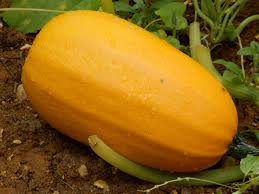 Spaghetti Squash (Organic)