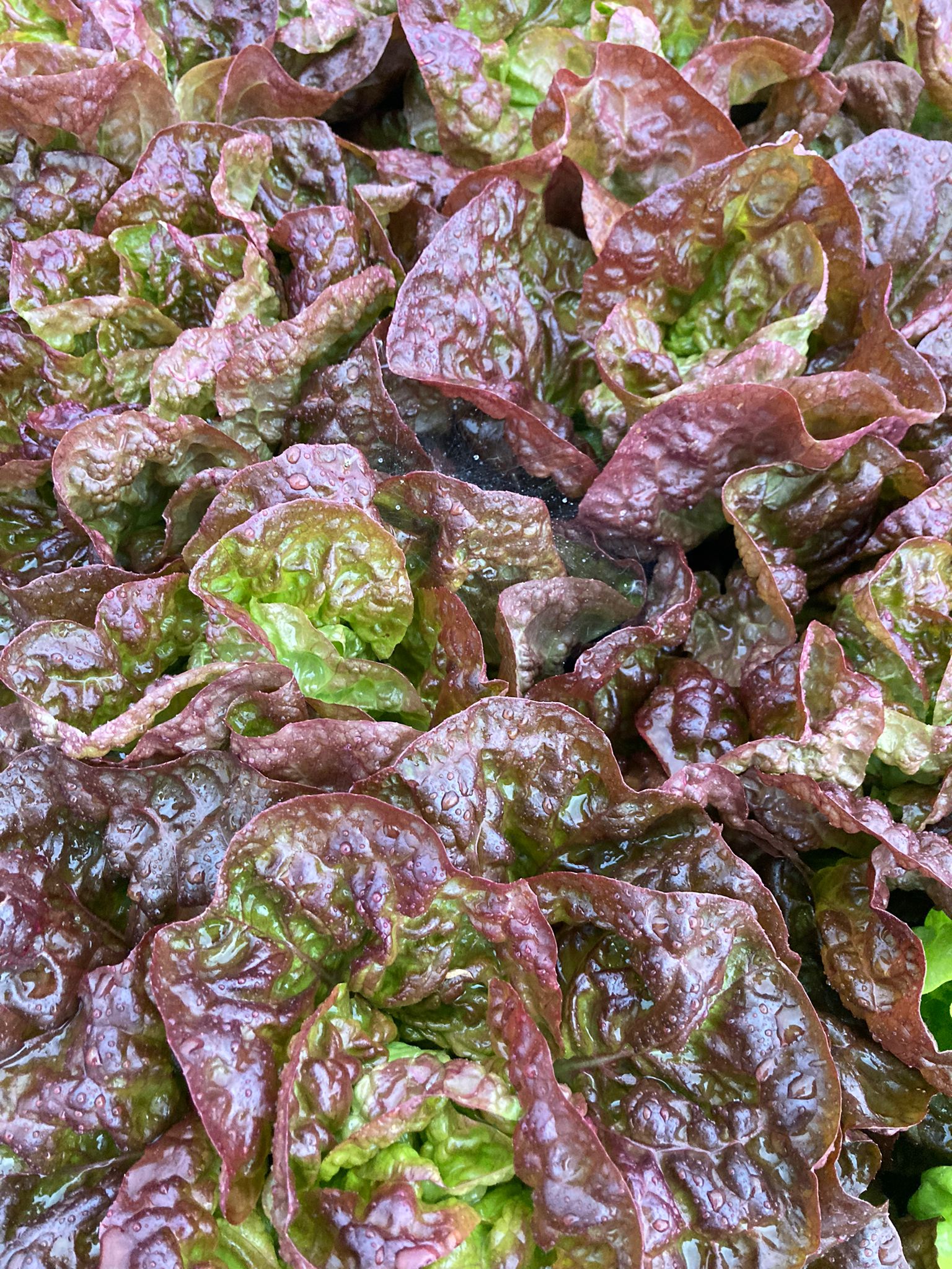 Image of Red Butterhead Lettuce