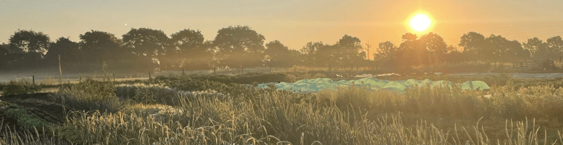Image of Seasonally grown vegetables 

