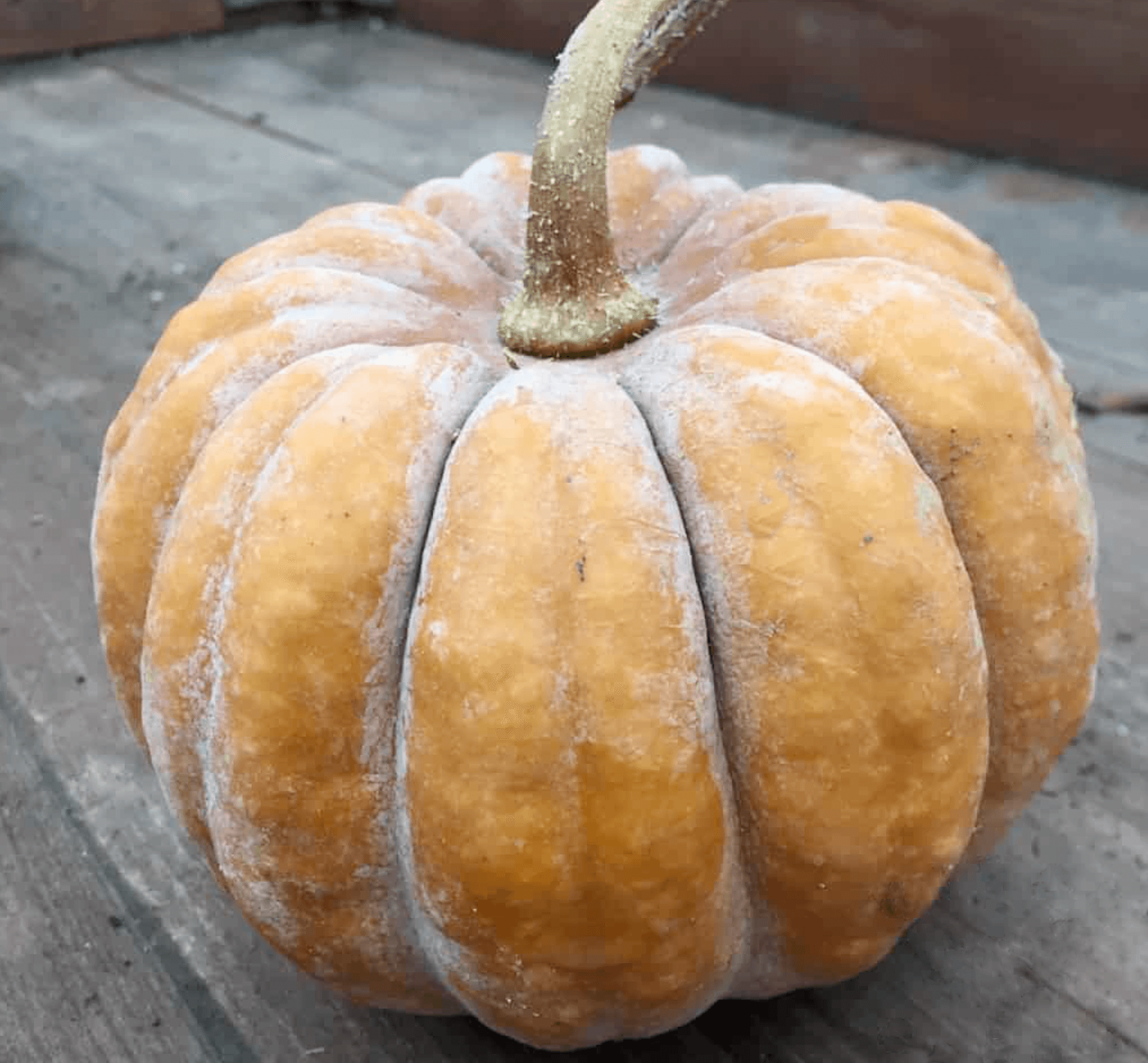 Image of Pumpkin [Black Futsu]