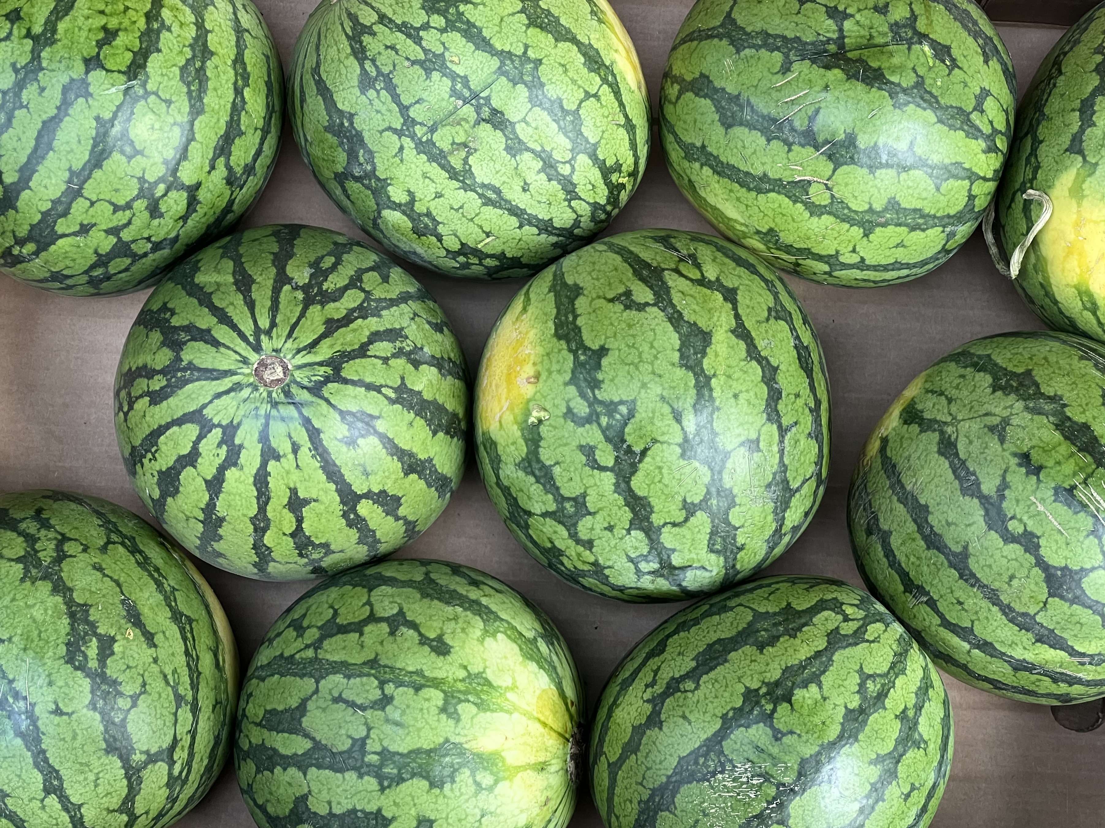 Image of Watermelon - mini (Organic) (x1)