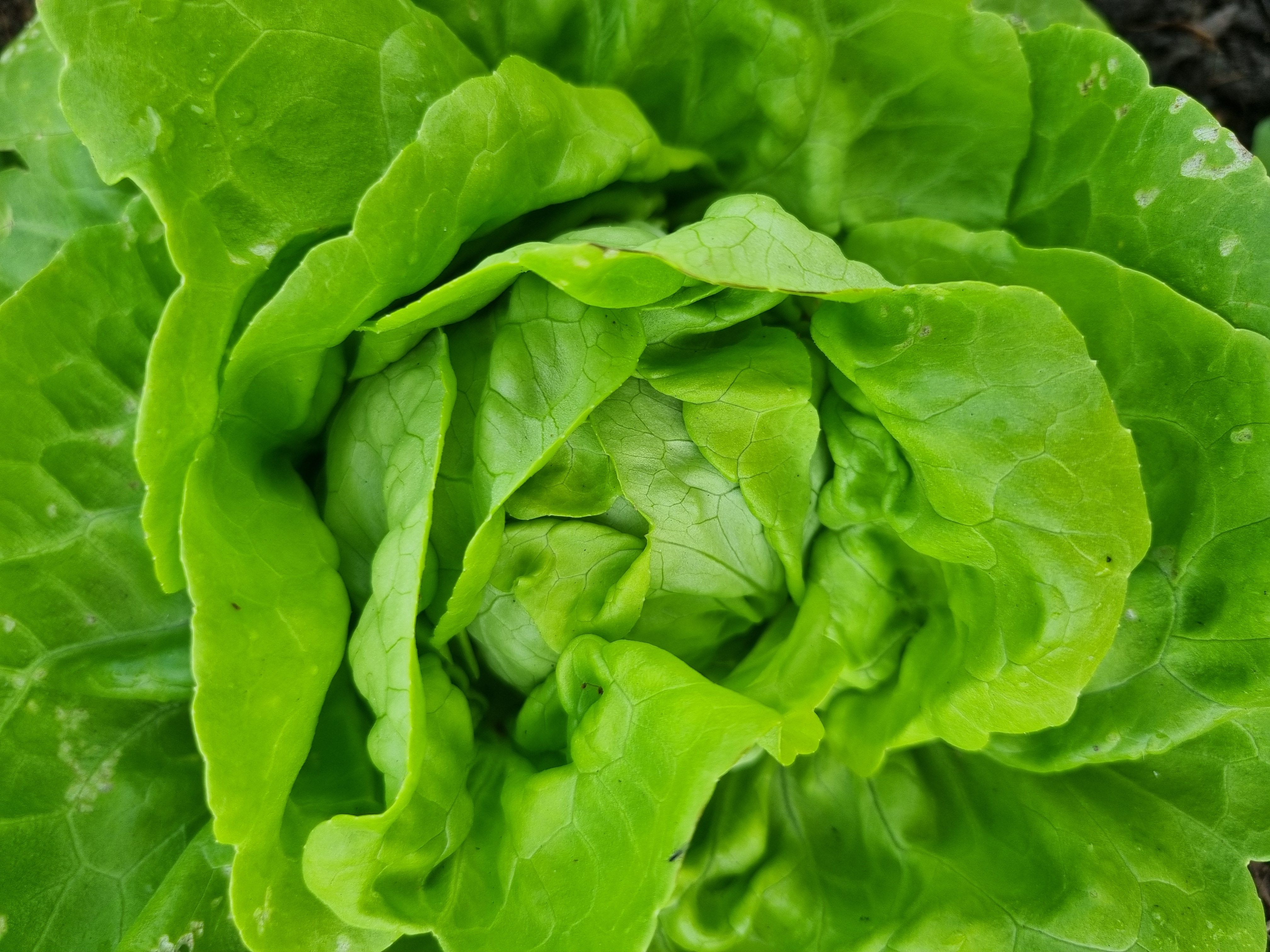 Image of Tuston Market Garden
