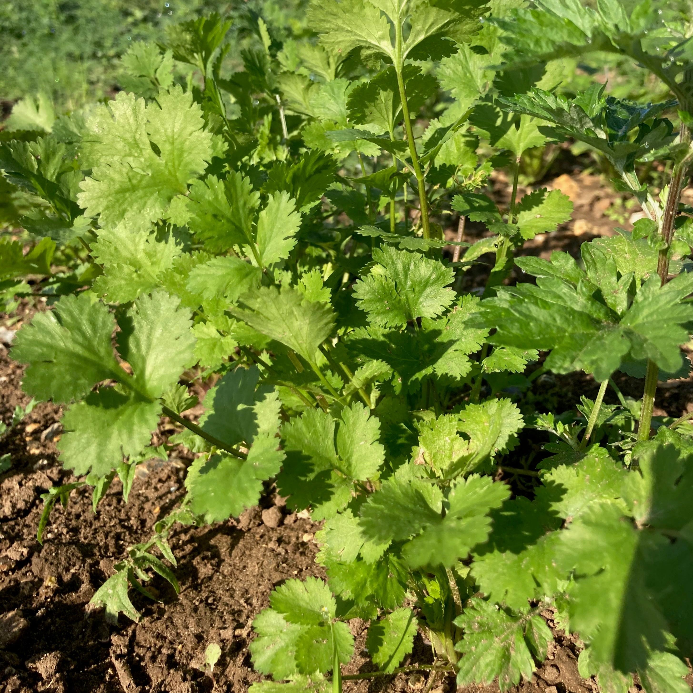 Coriander