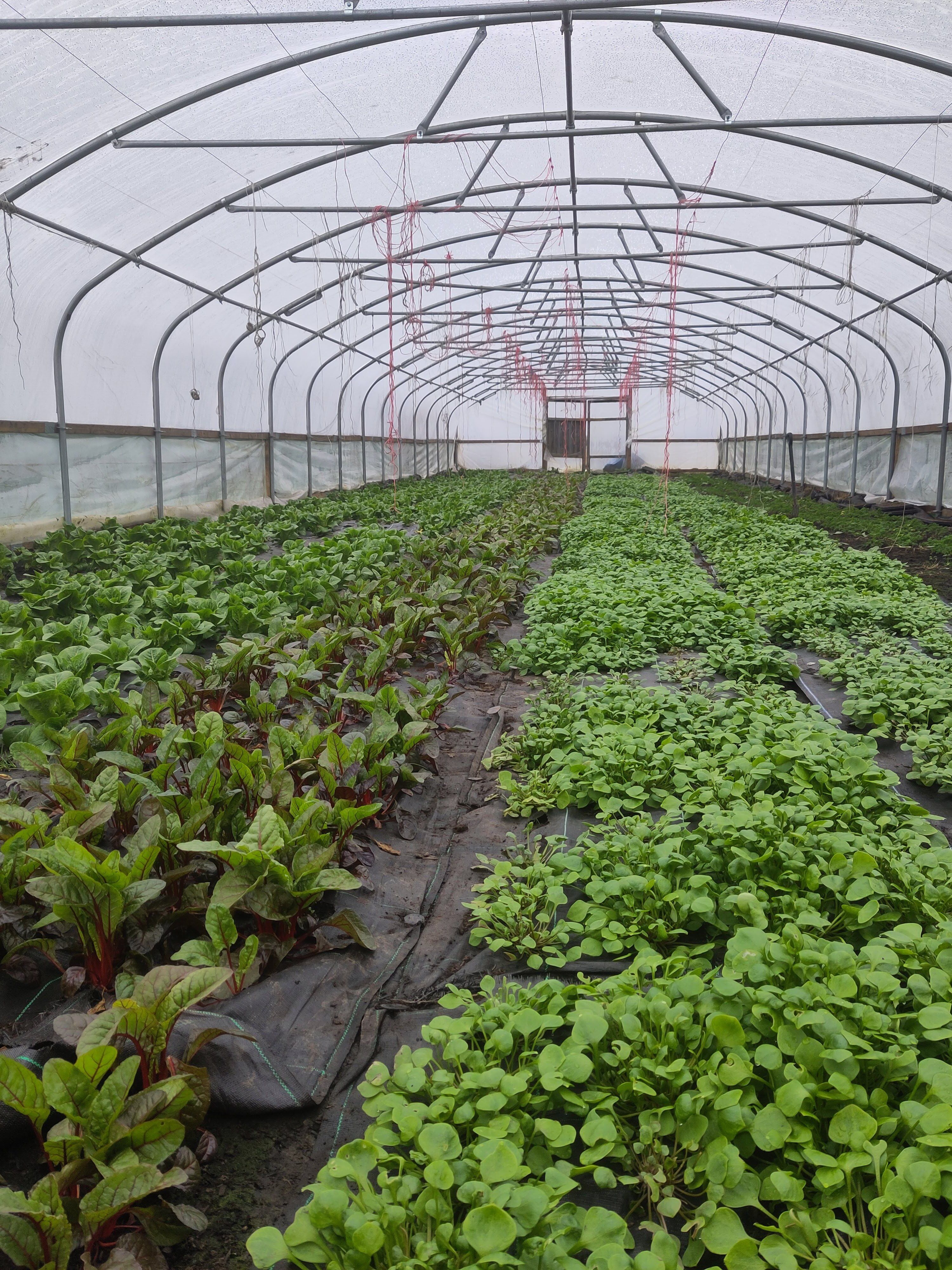 Image of Chard