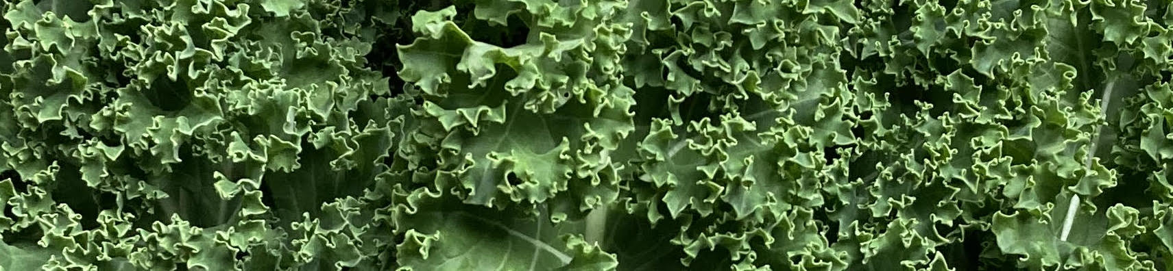 Image of Kale - Curly (250g)