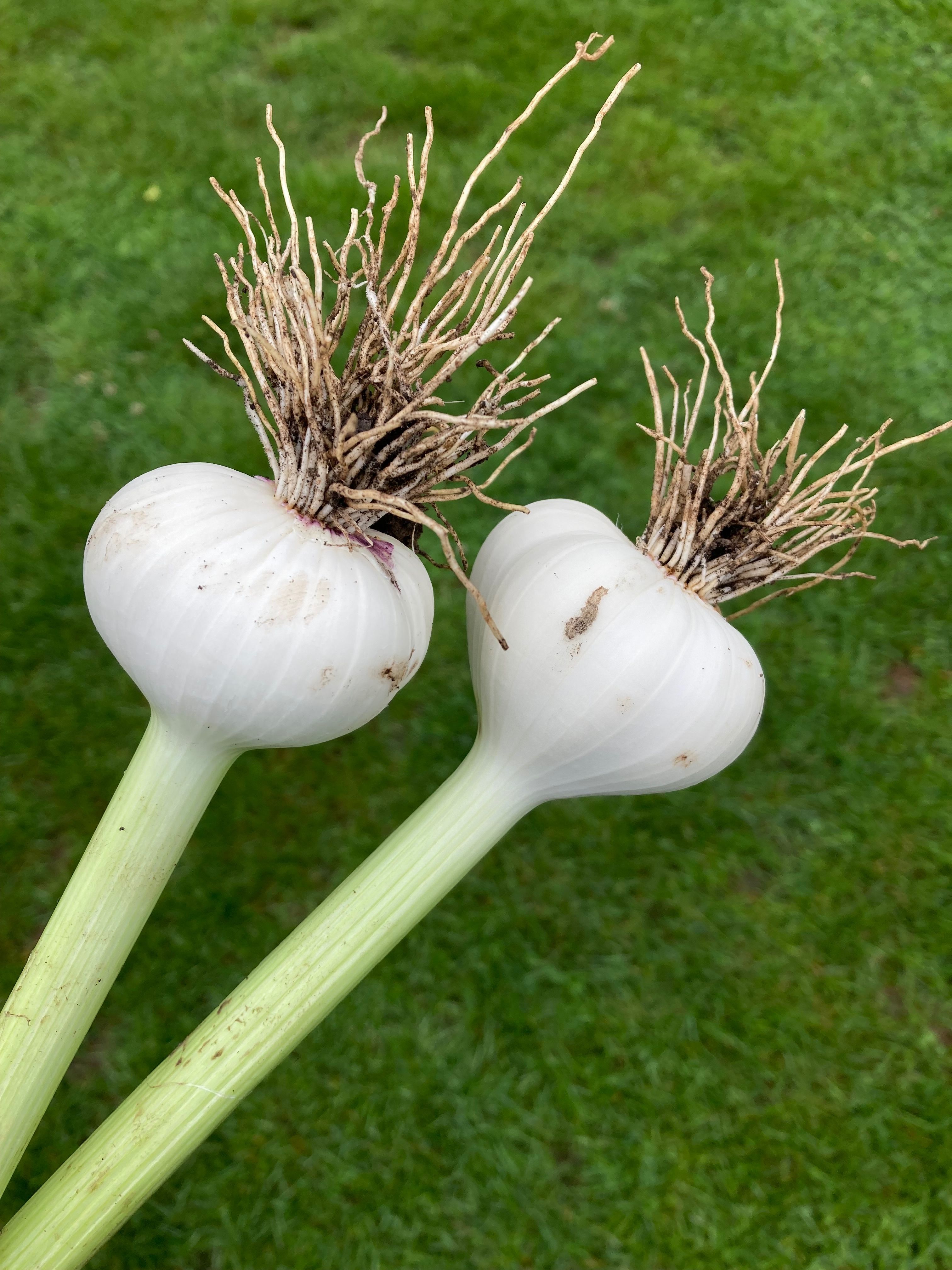 Image of Fresh Garlic x 2