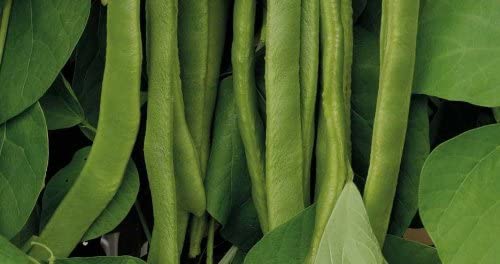 Image of Runner Beans