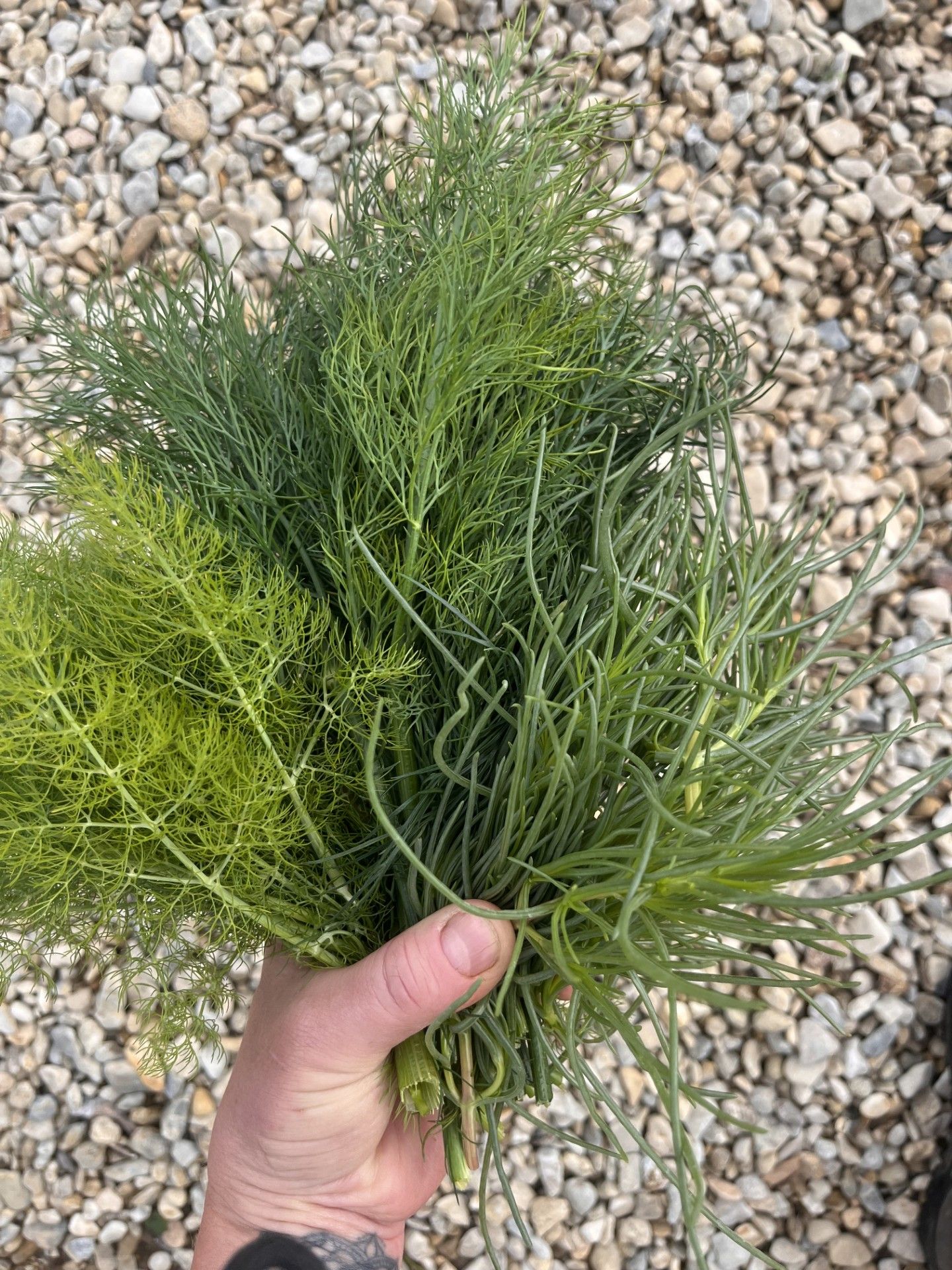 Image of Mixed Herbs
