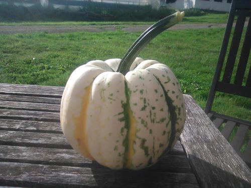 Squash, small