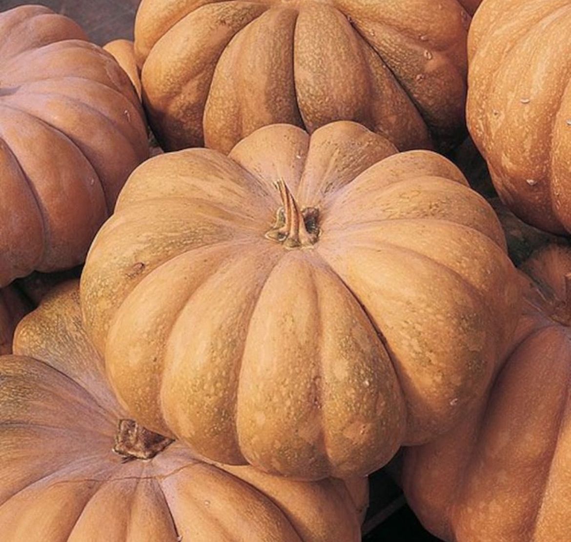 Image of Pumpkin [Muscade de Provence]