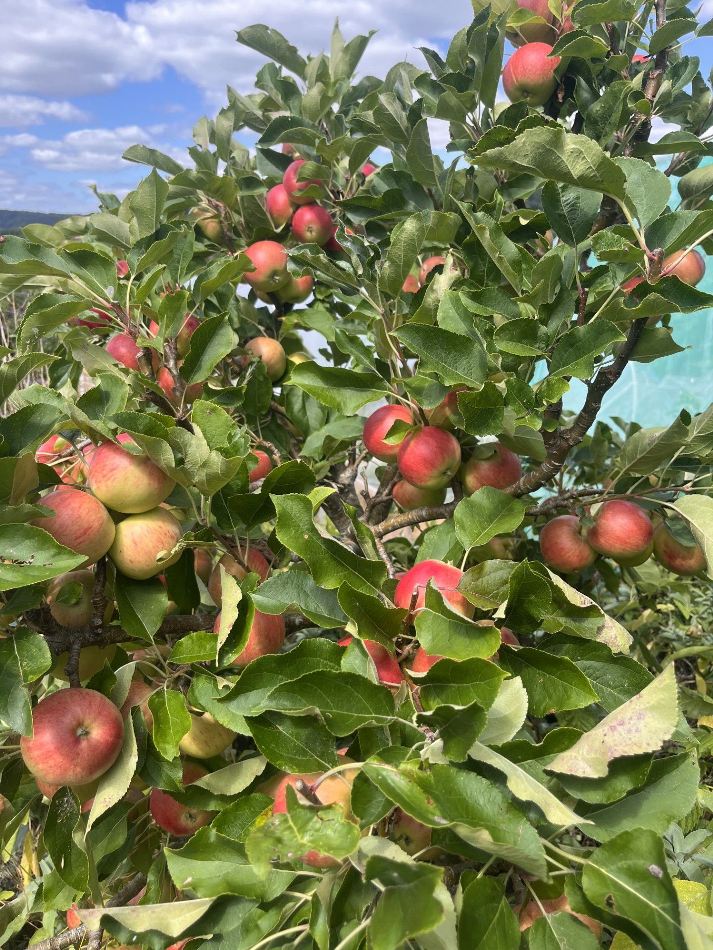 Eating Apple