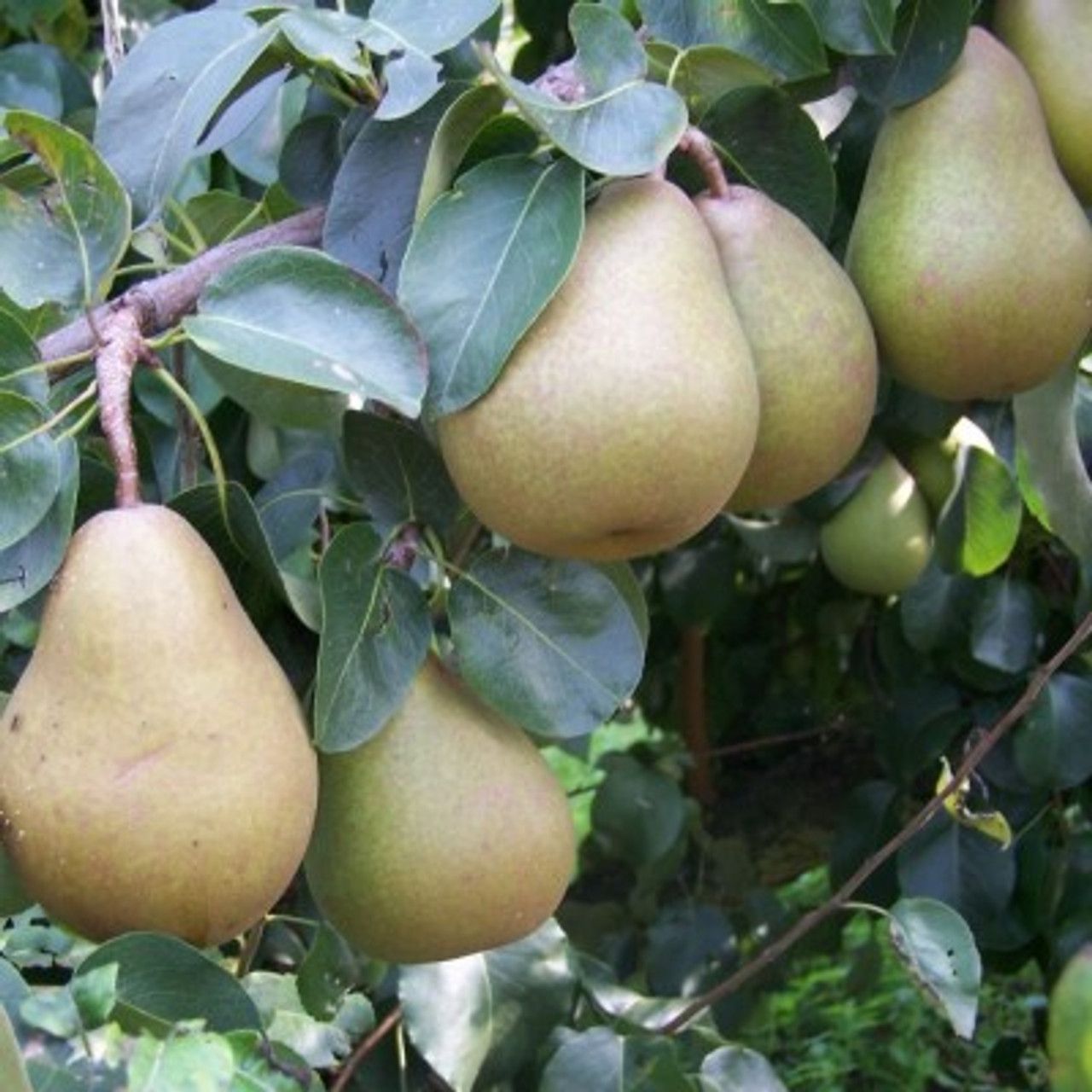 Image of Pears Local