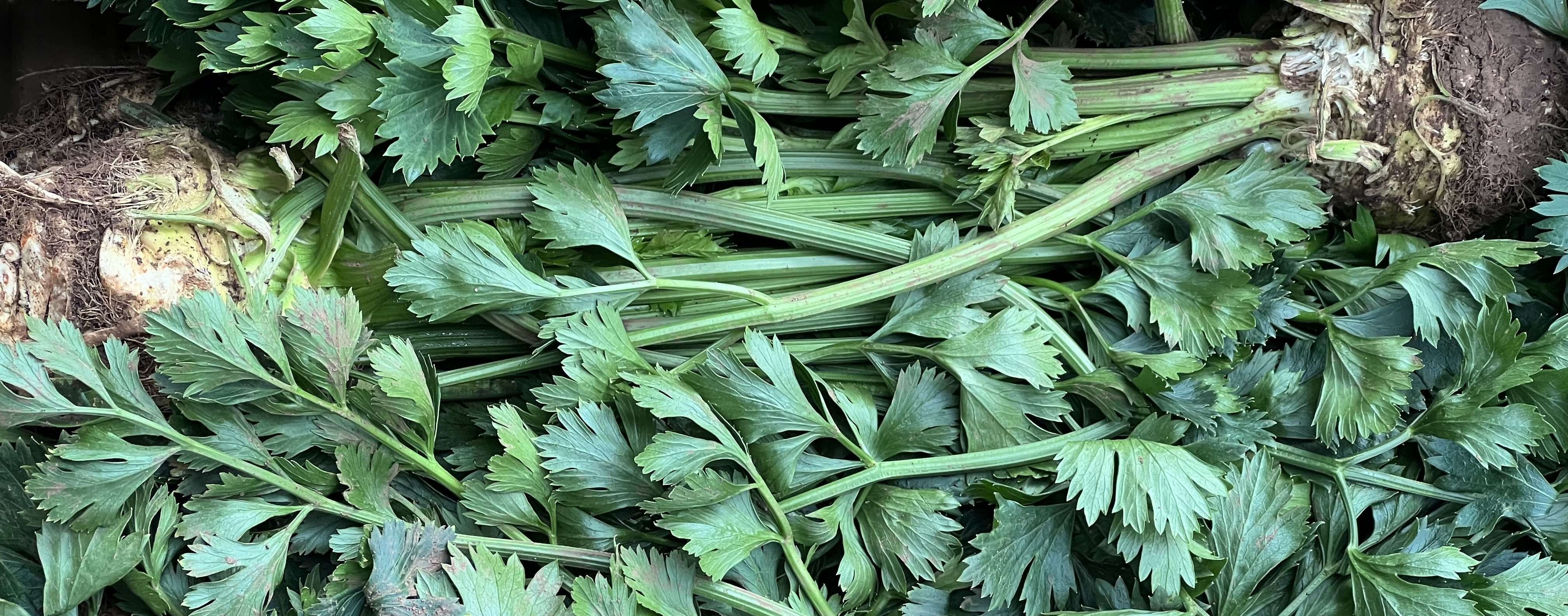 Image of Celeriac (with tops)