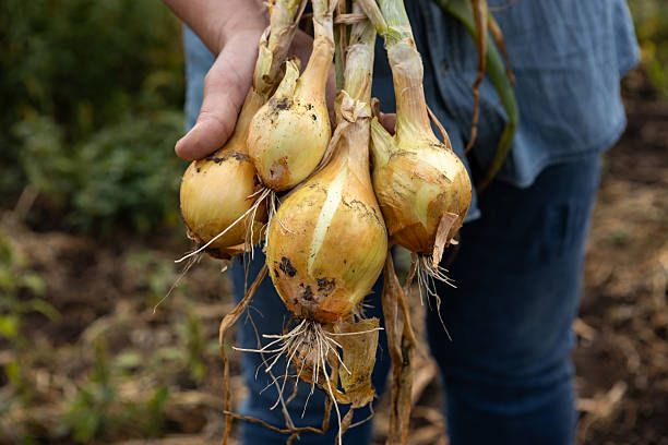 Organic White Onions
