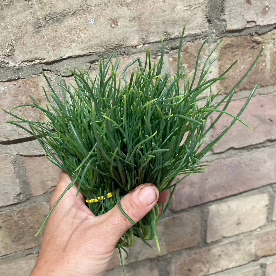 Agretti
