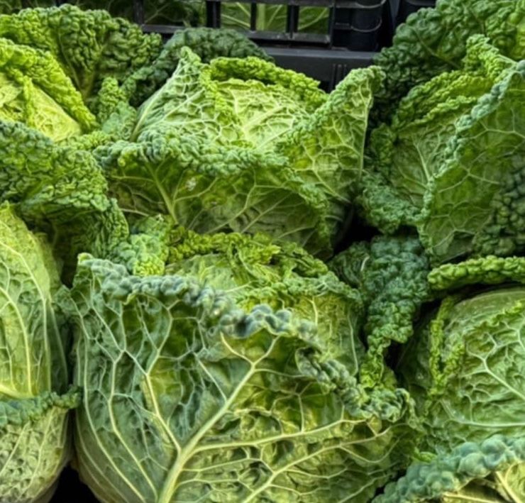 Savoy Cabbage