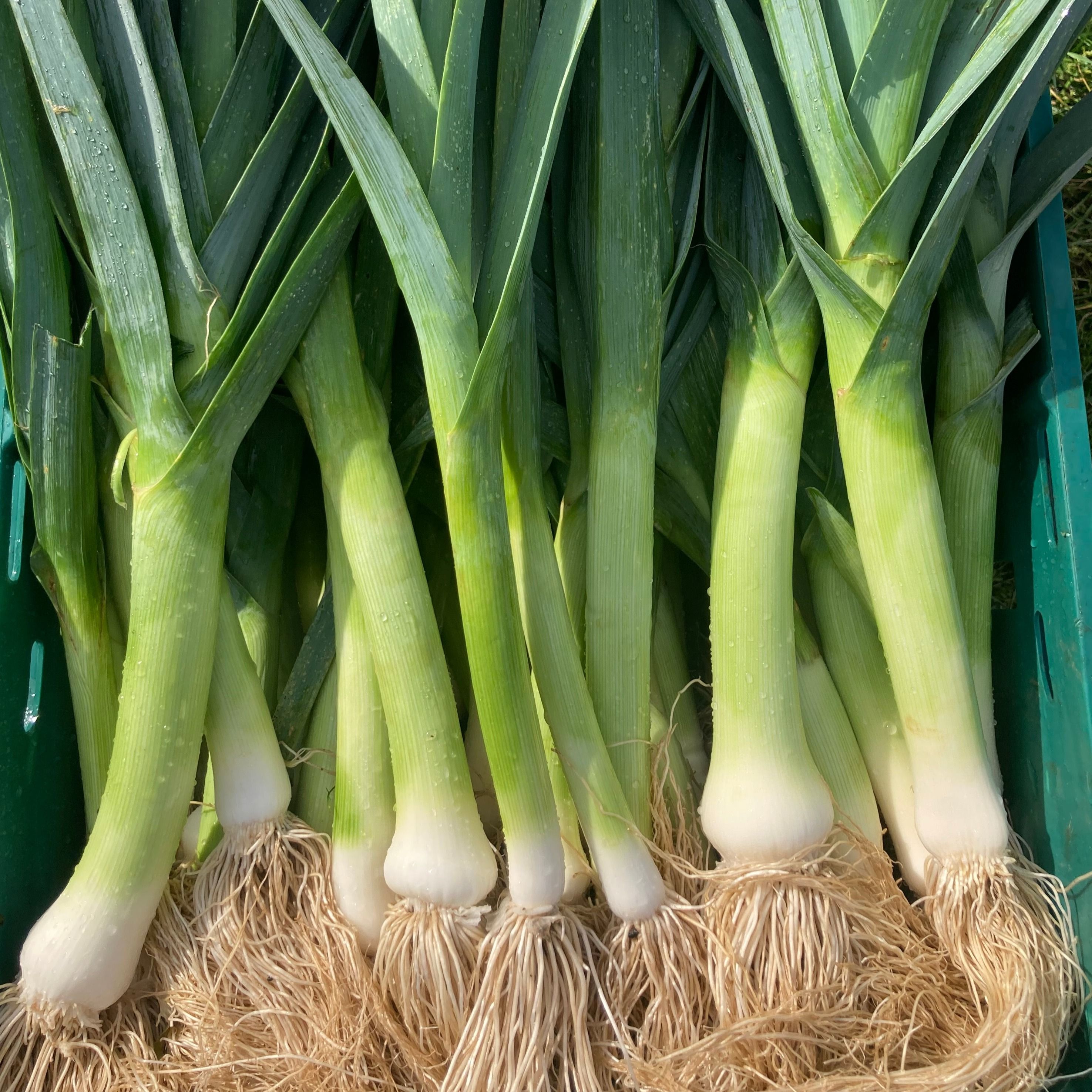 Leeks