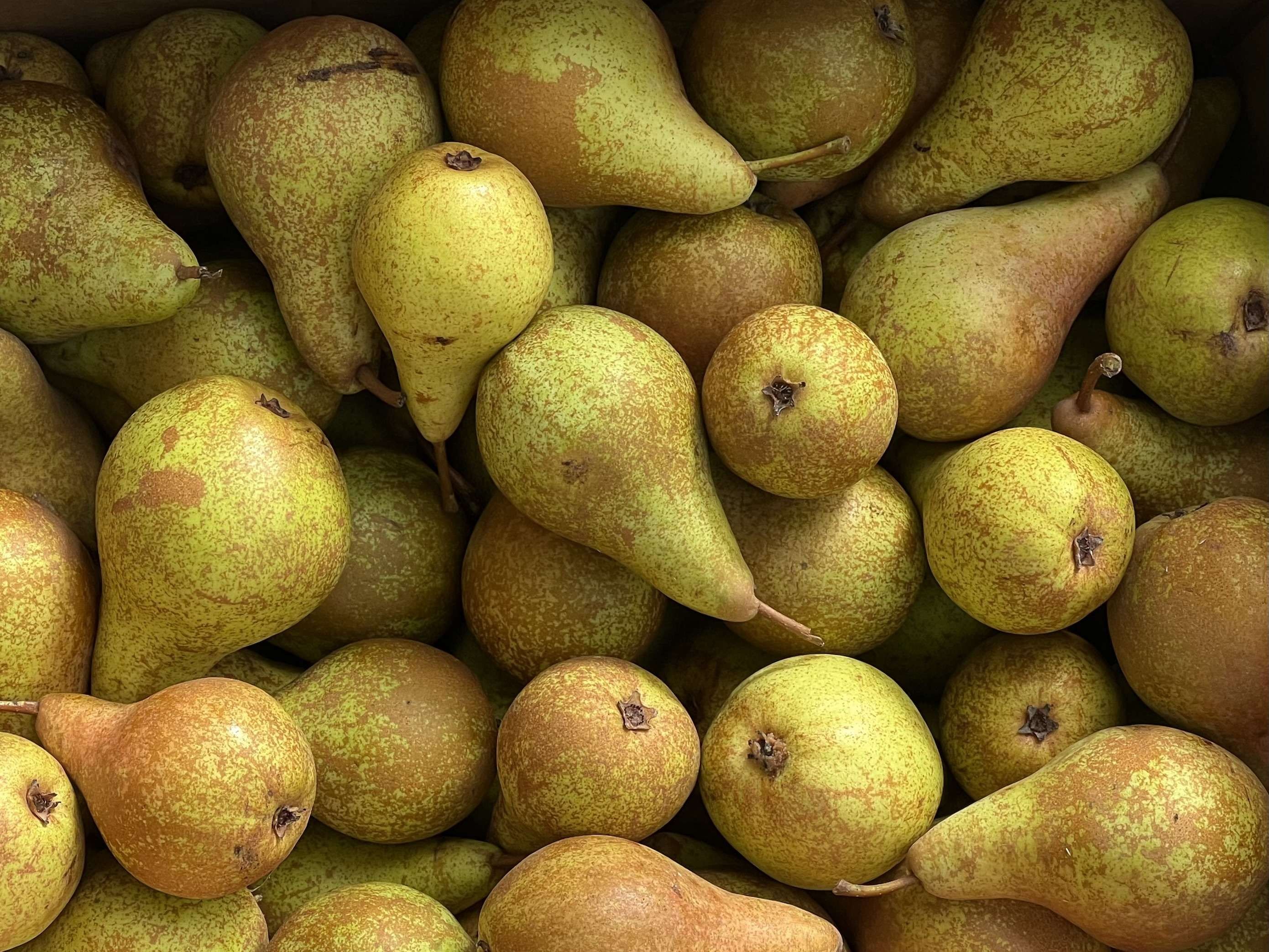 Image of Pears - Concorde