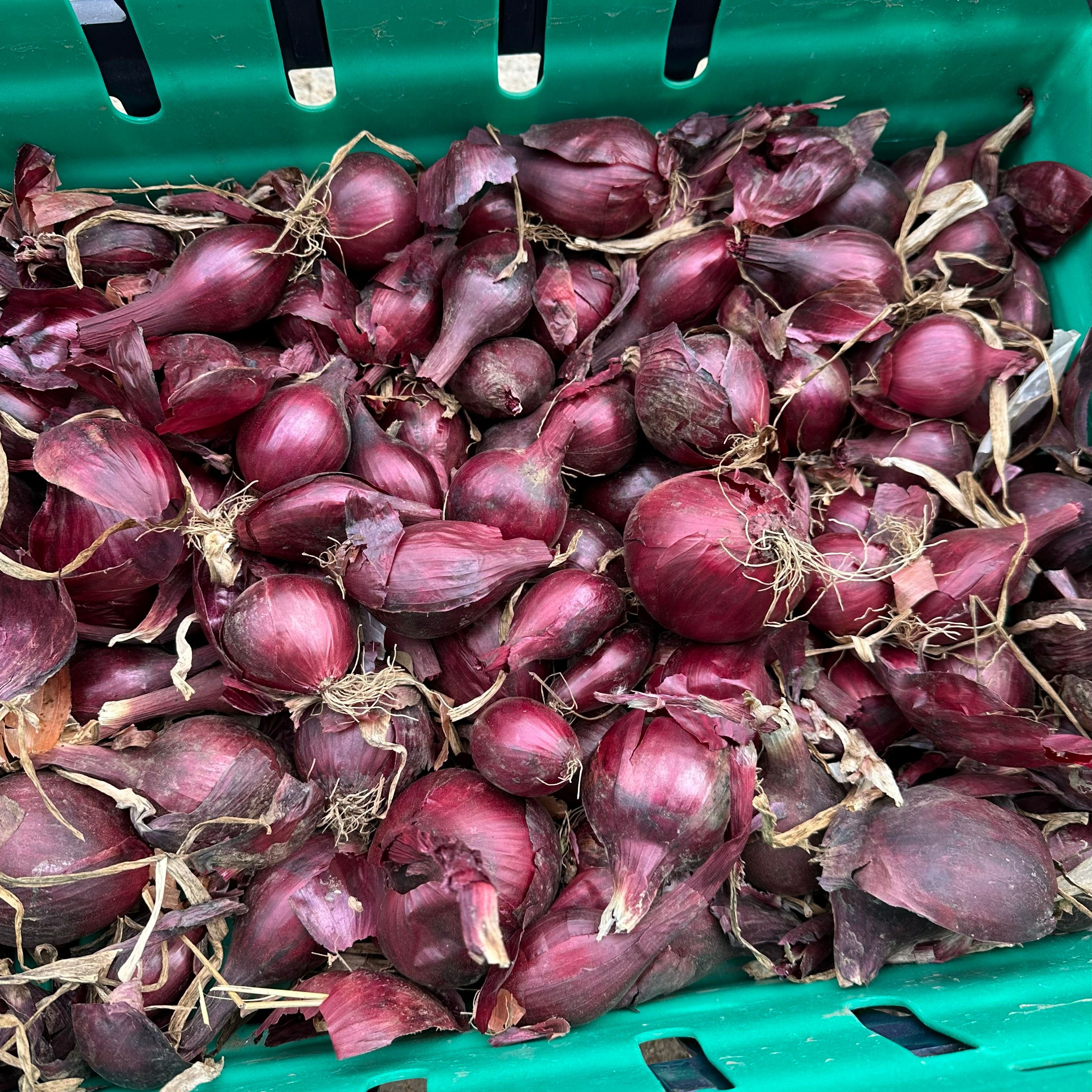 Sweet Red Tide Onion