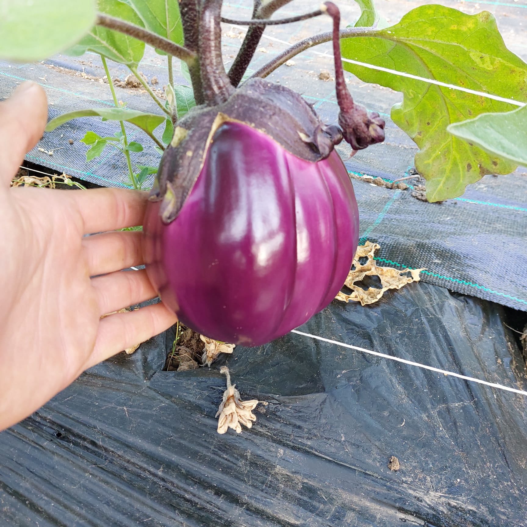 Image of Barbarella Aubergine
