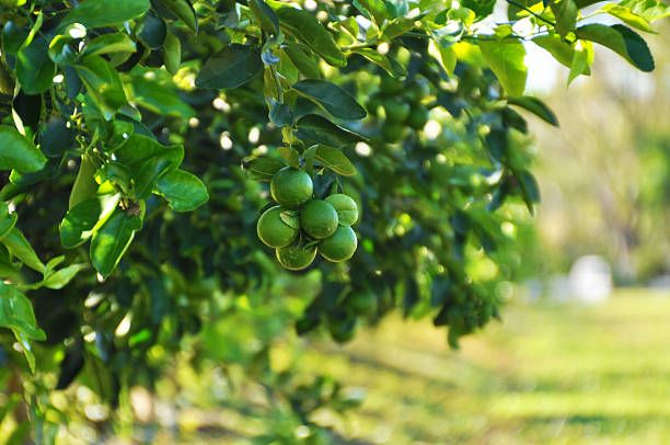 Image of Organic Lime (3x)