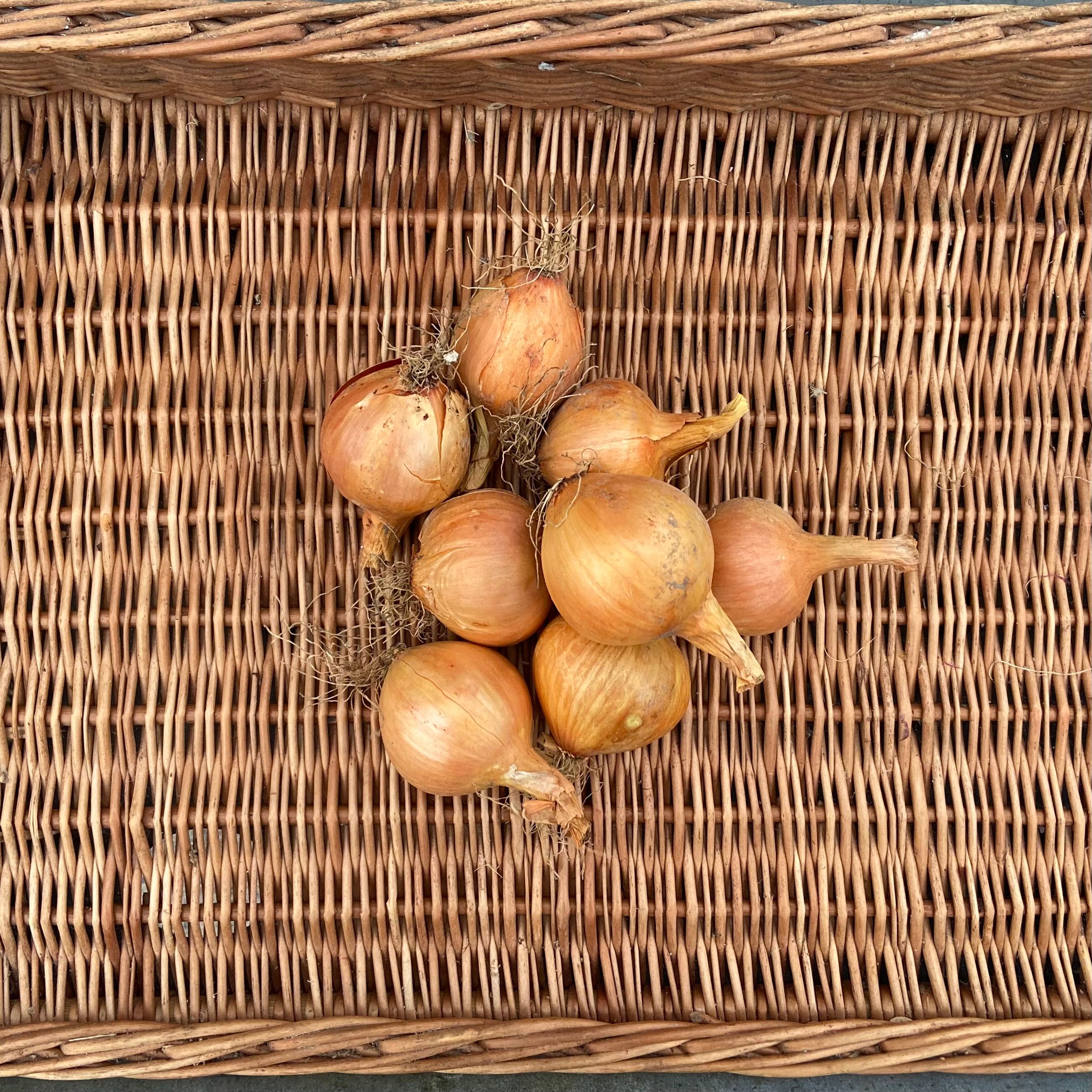 Image of White Onions 
