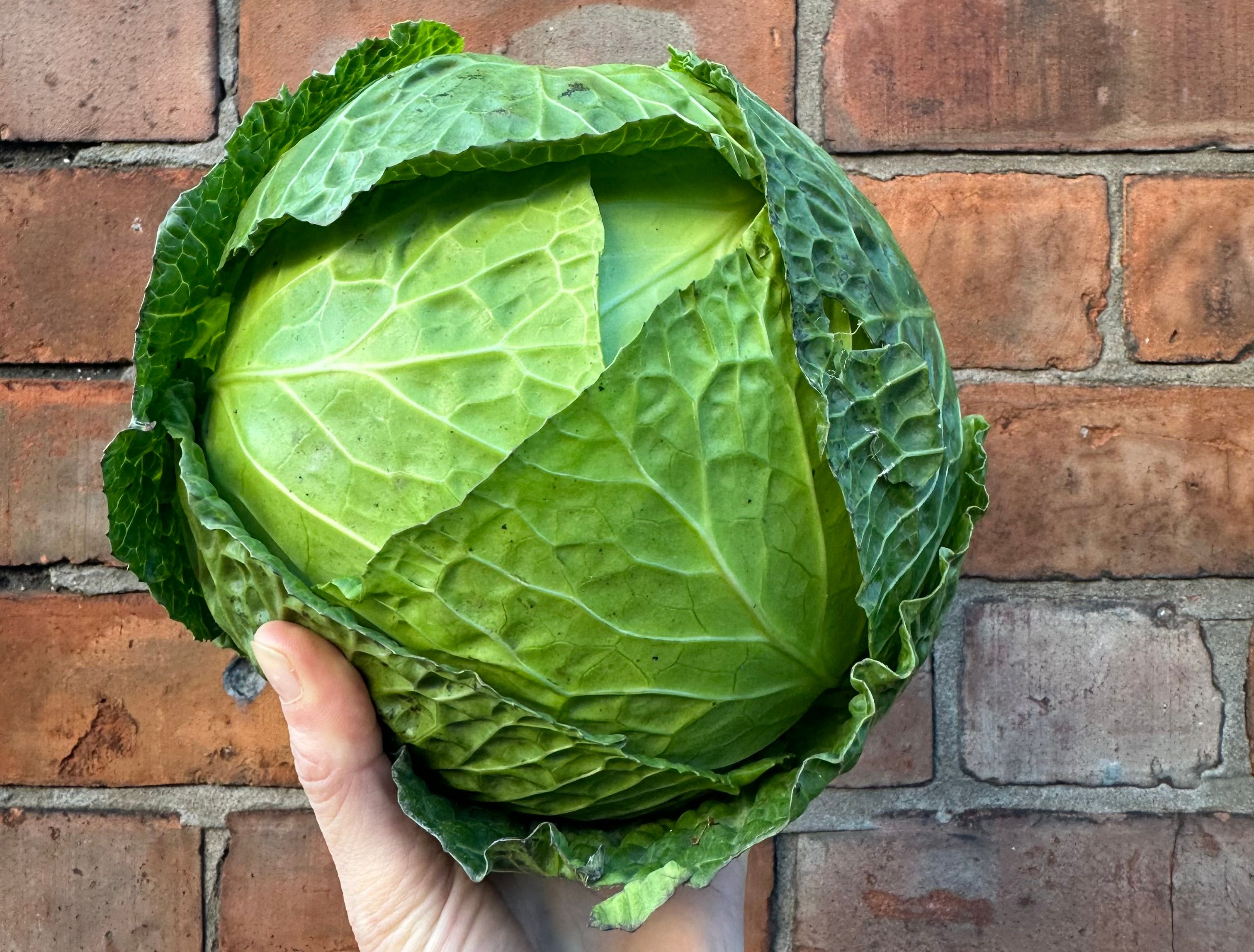 Image of Cabbage