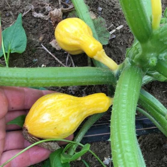 Little Bird Courgette