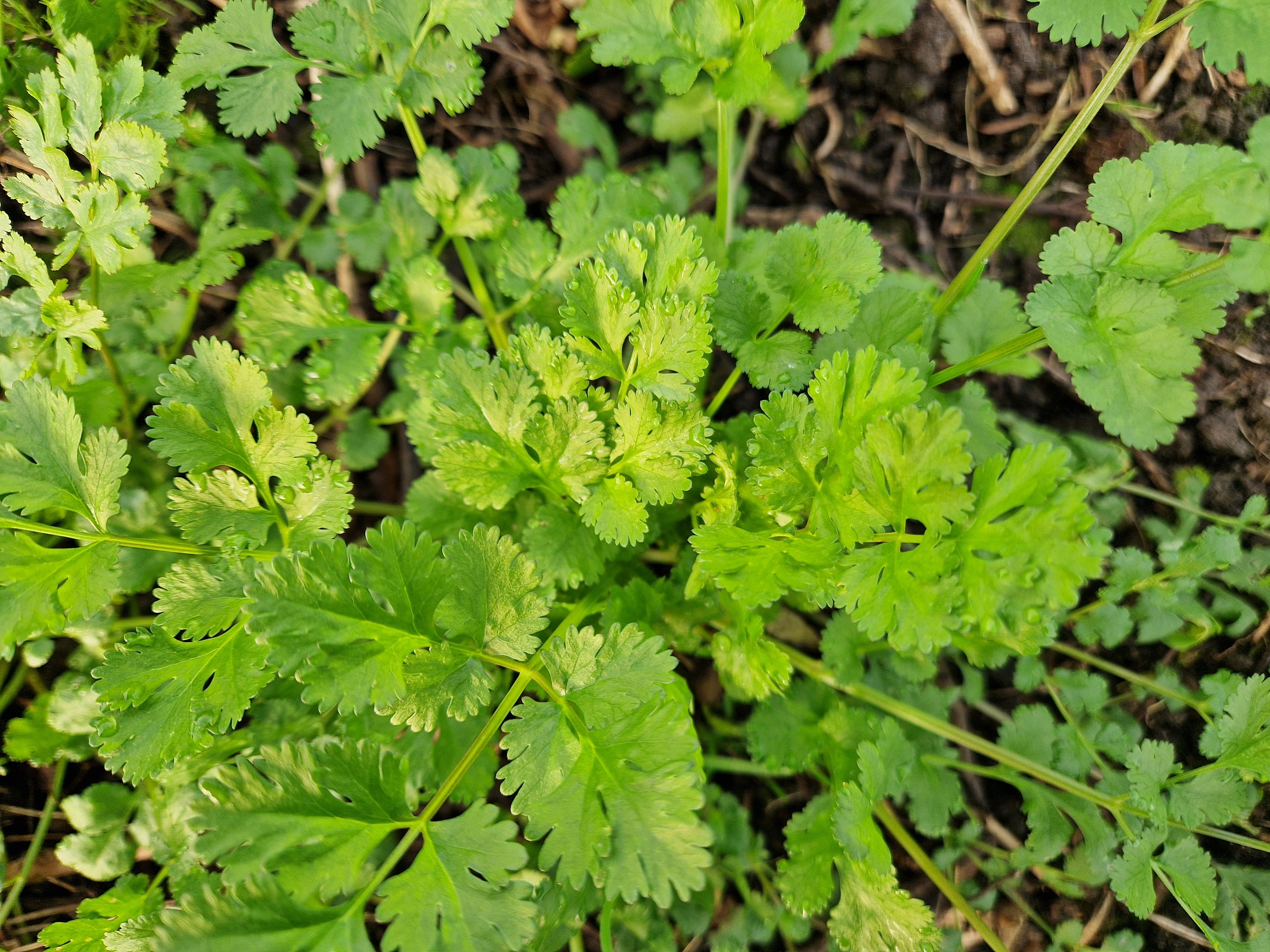 Image of Herb - Coriander