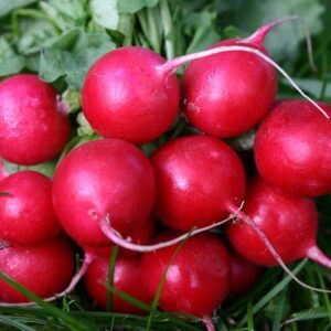 Image of Gnarly Red Radish -(bunch)