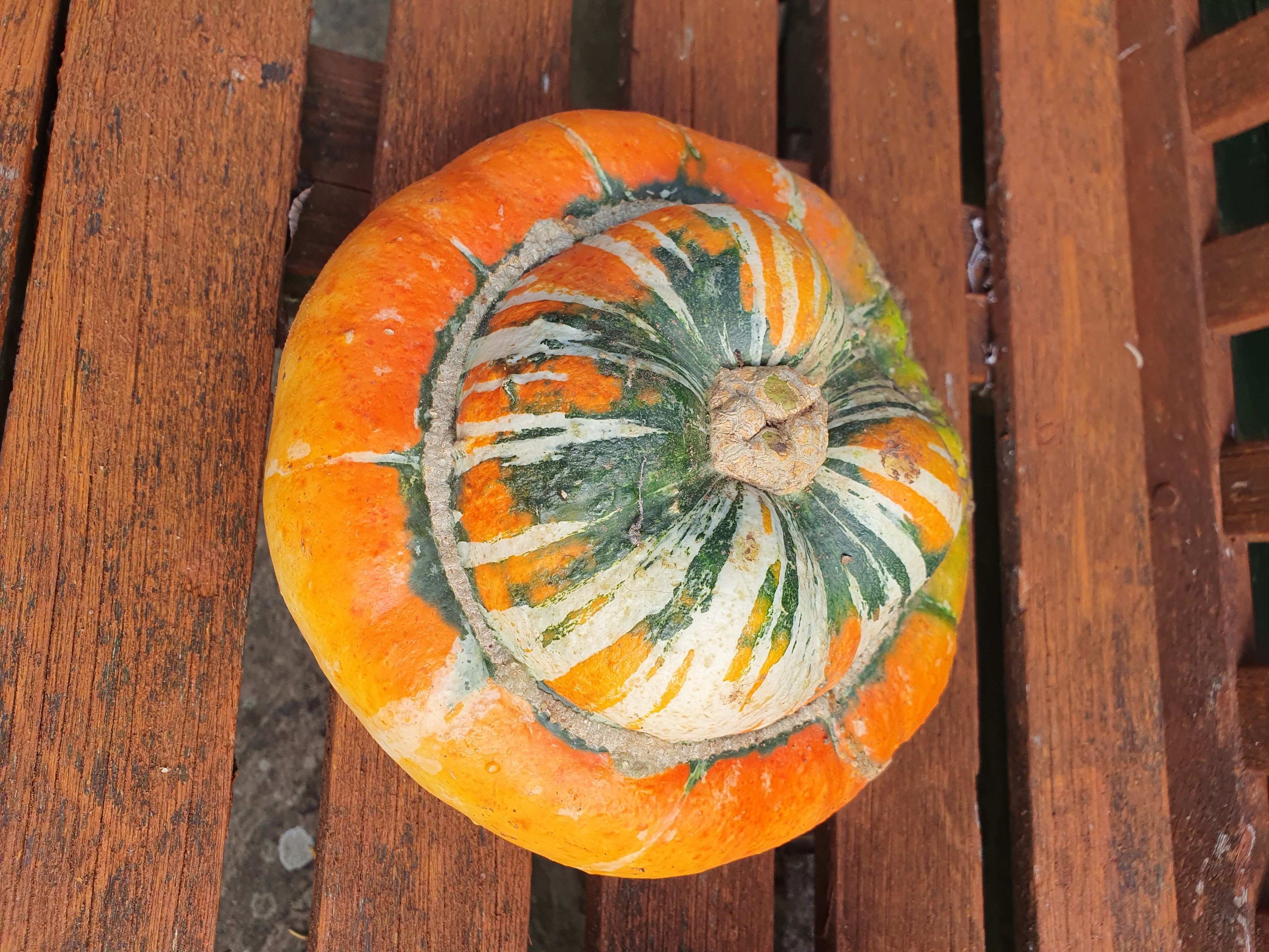 Image of Turban Squash (Small)