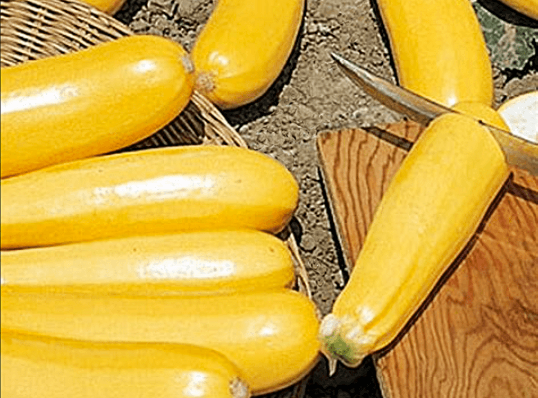 Image of Courgette [Burpees Golden]