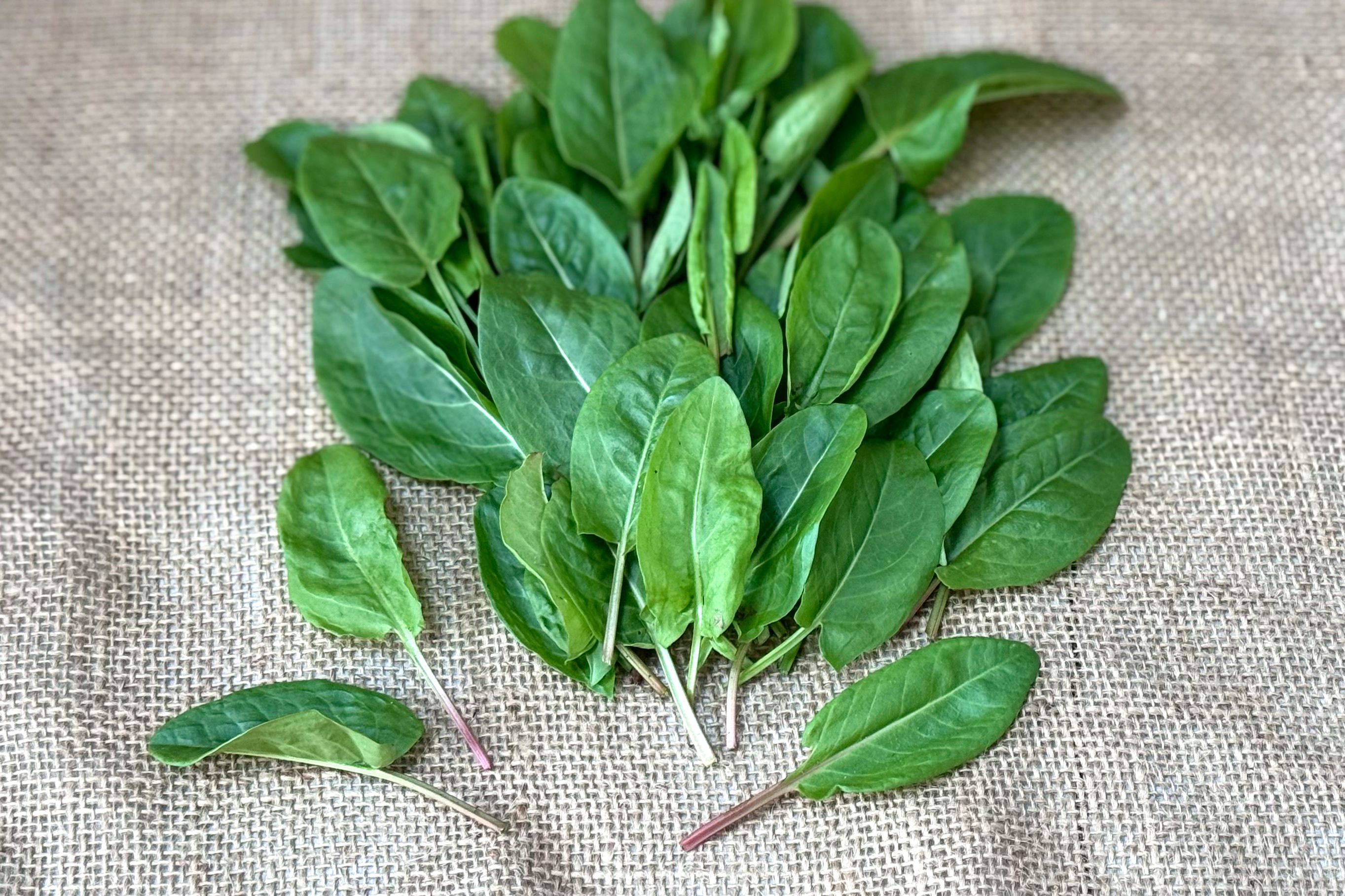 Image of Sorrel
