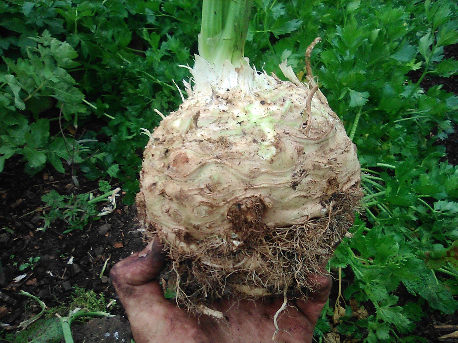 Celeriac