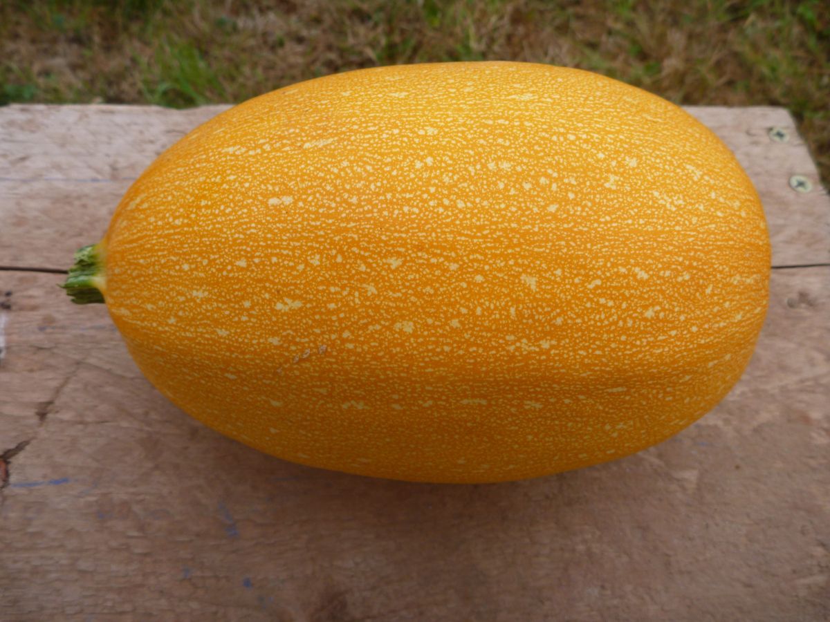 Image of Spaghetti Squash