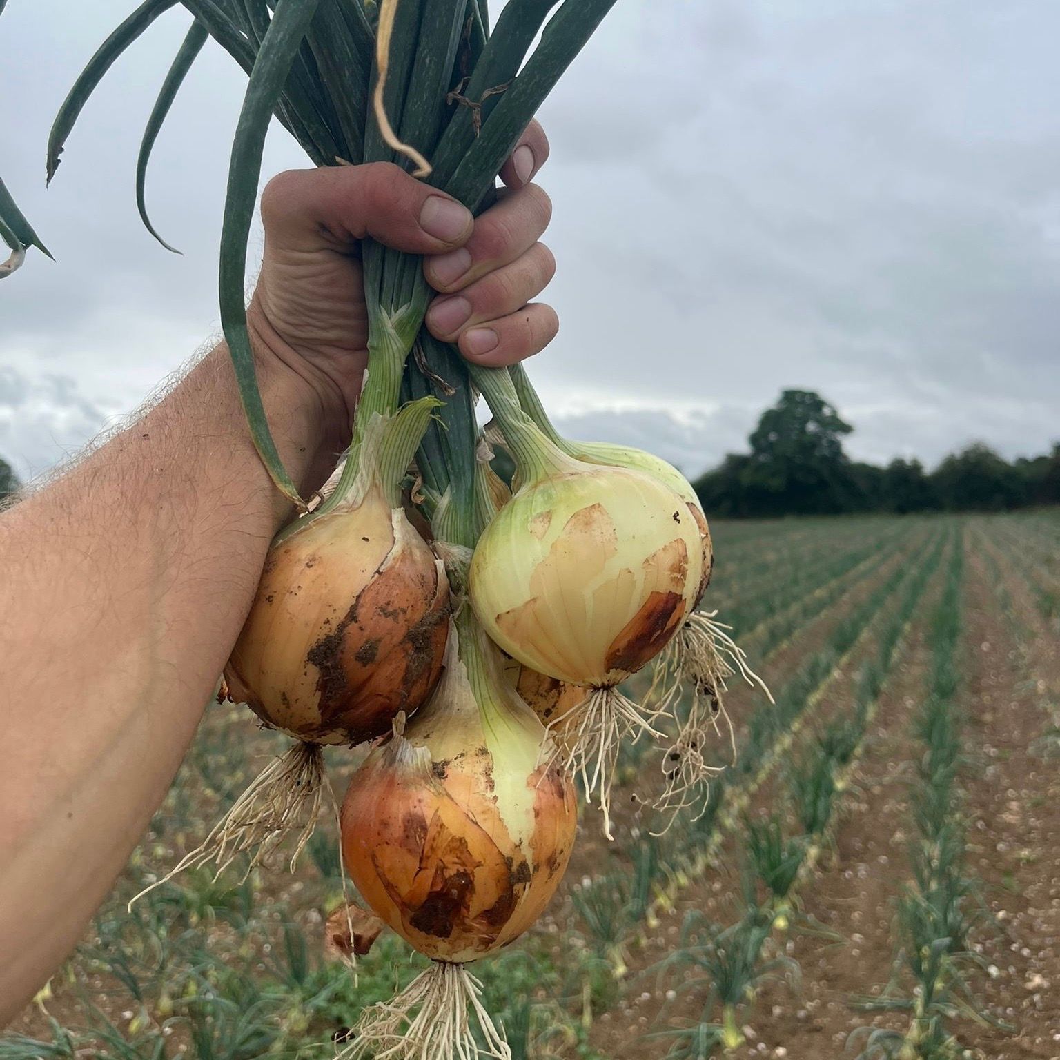 Image of Fresh Walla Walla Onions
