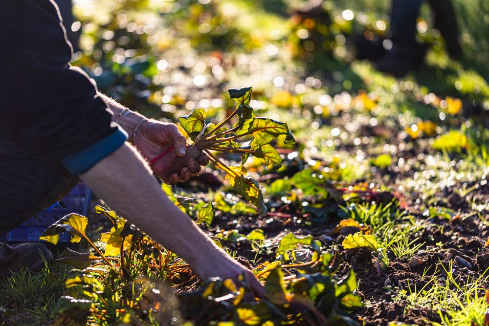 Image of Shop Online