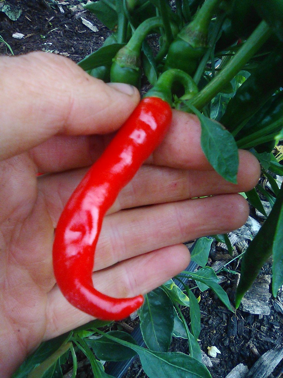 Chilli, medium hot - 3 pack