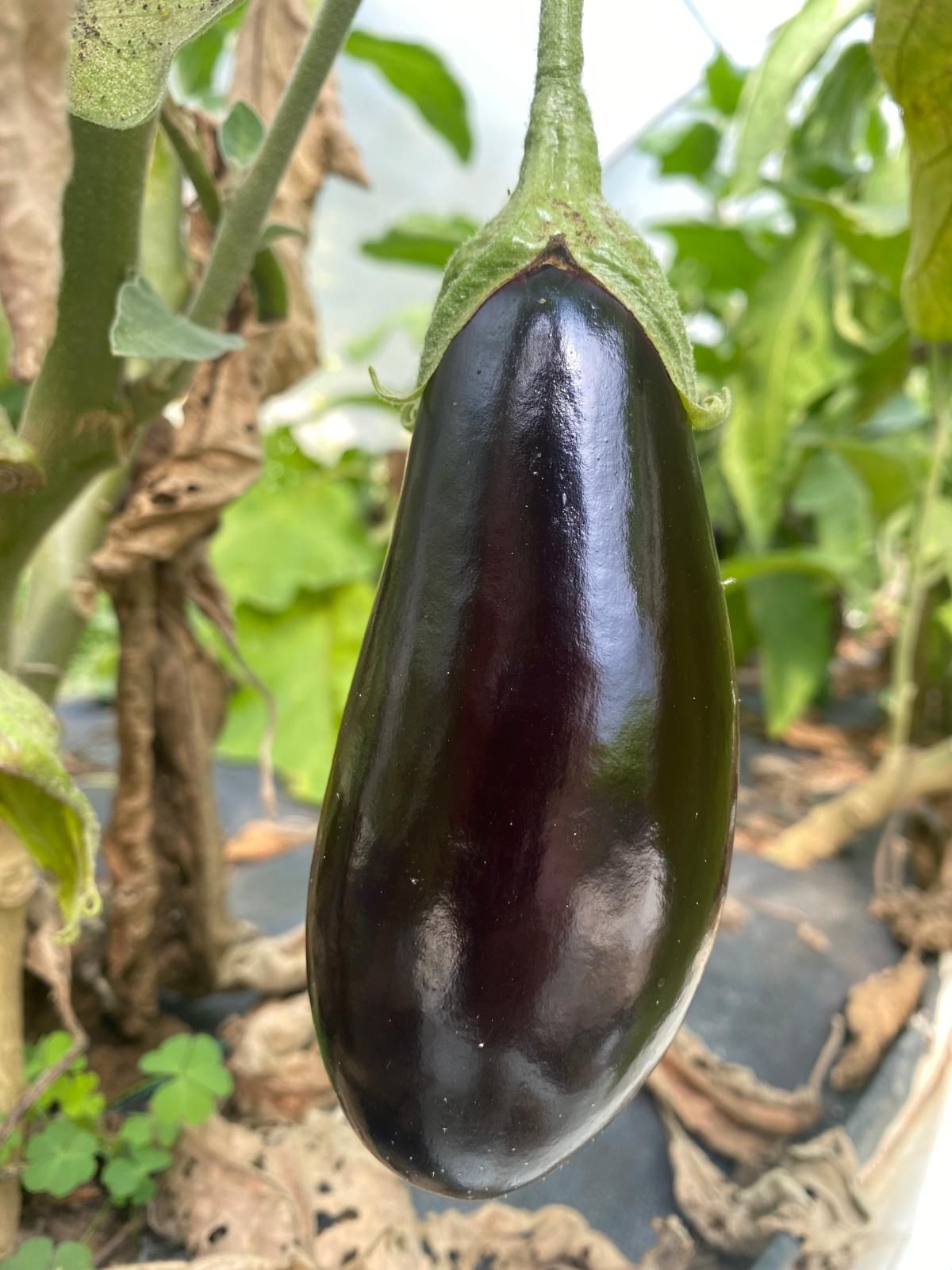 Image of Aubergine (Blaencamel)