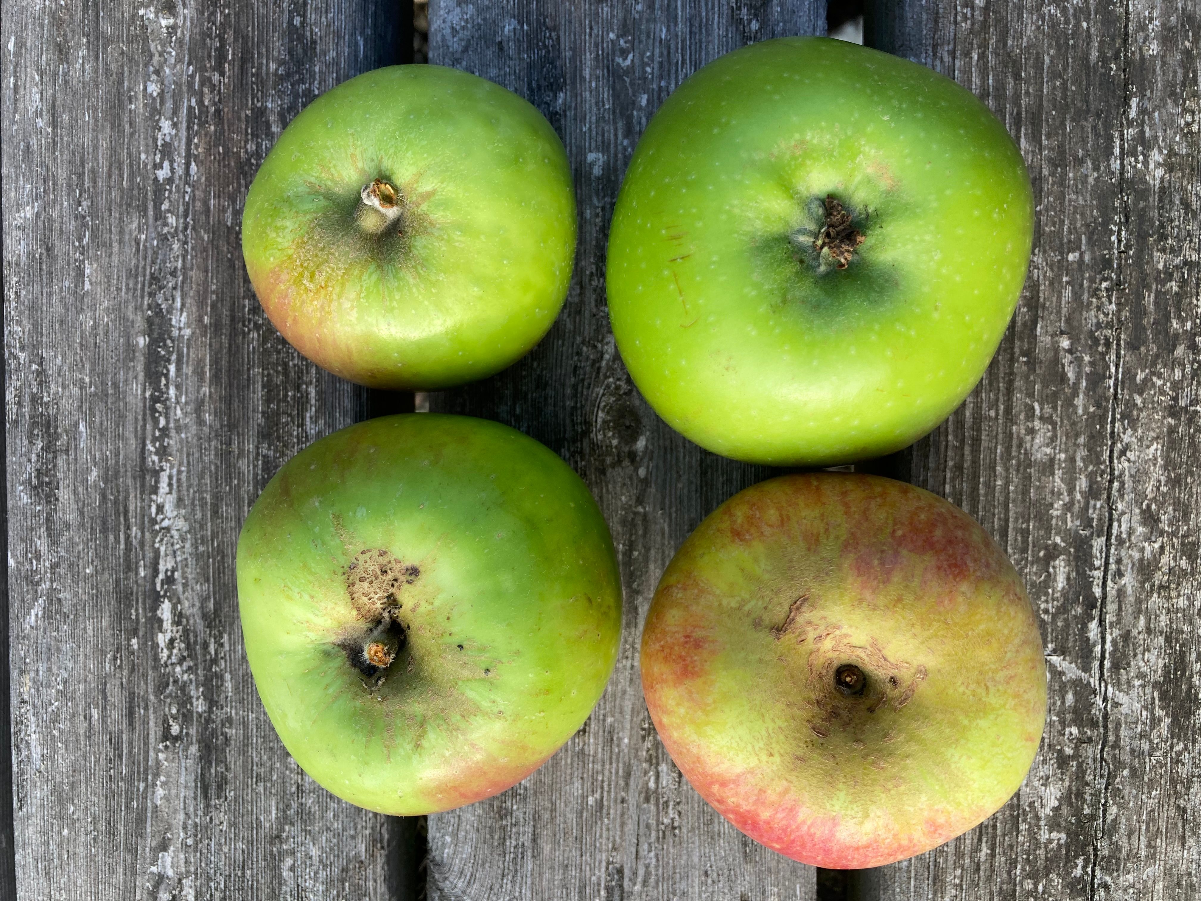 Cooking Apples