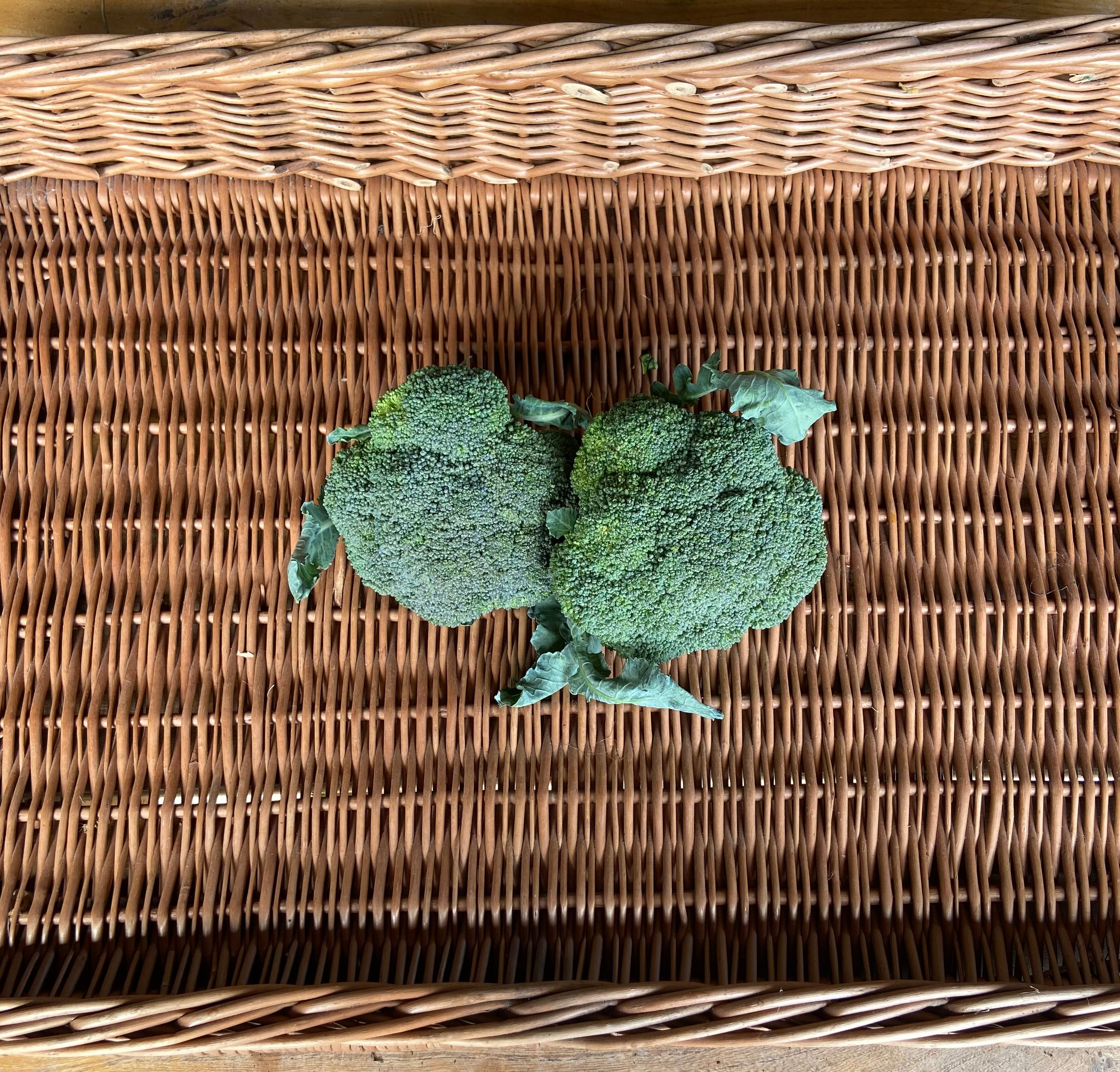 Image of Calabrese Broccoli 
