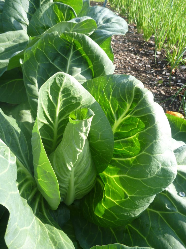 Cabbage, hispi