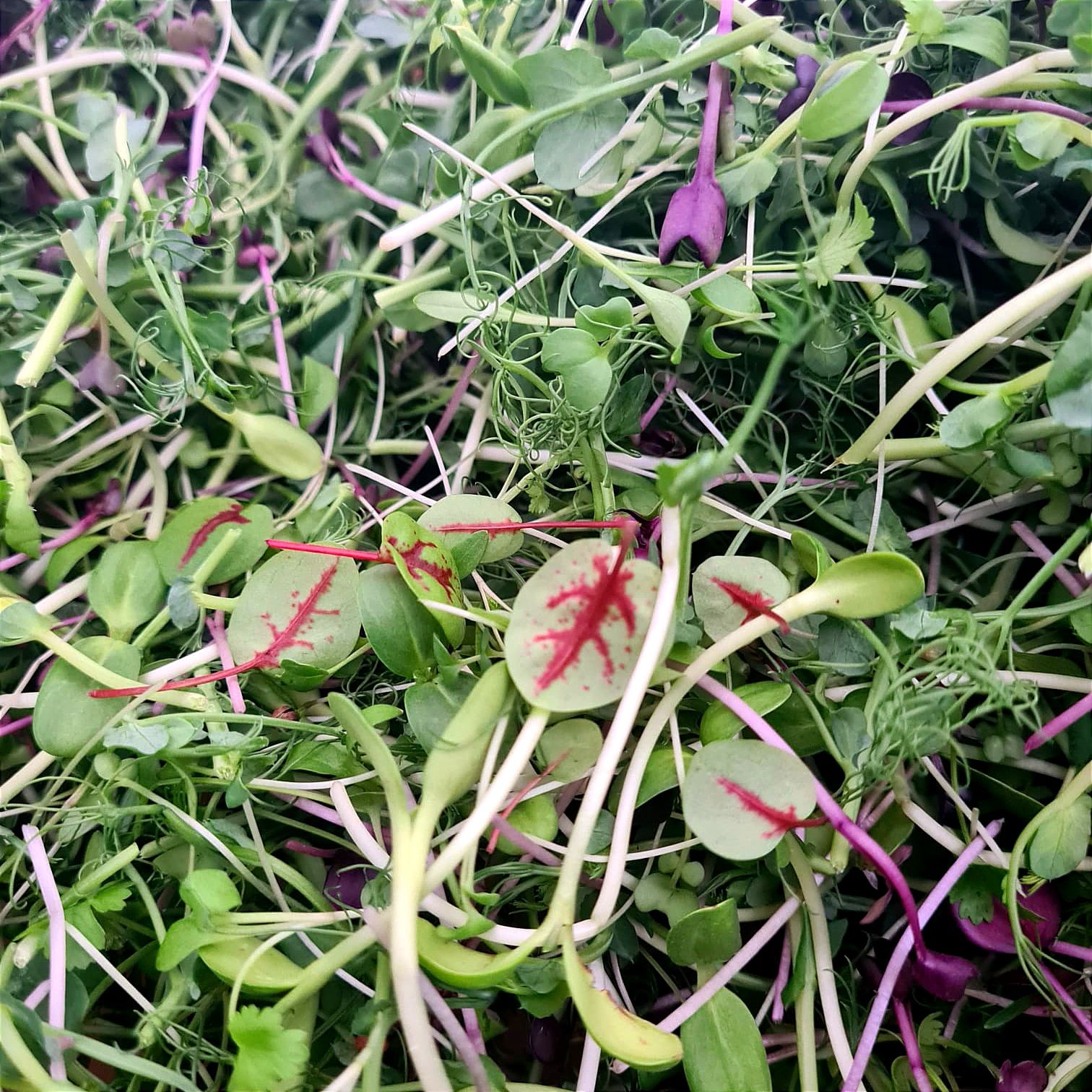 Image of Chef's Mix