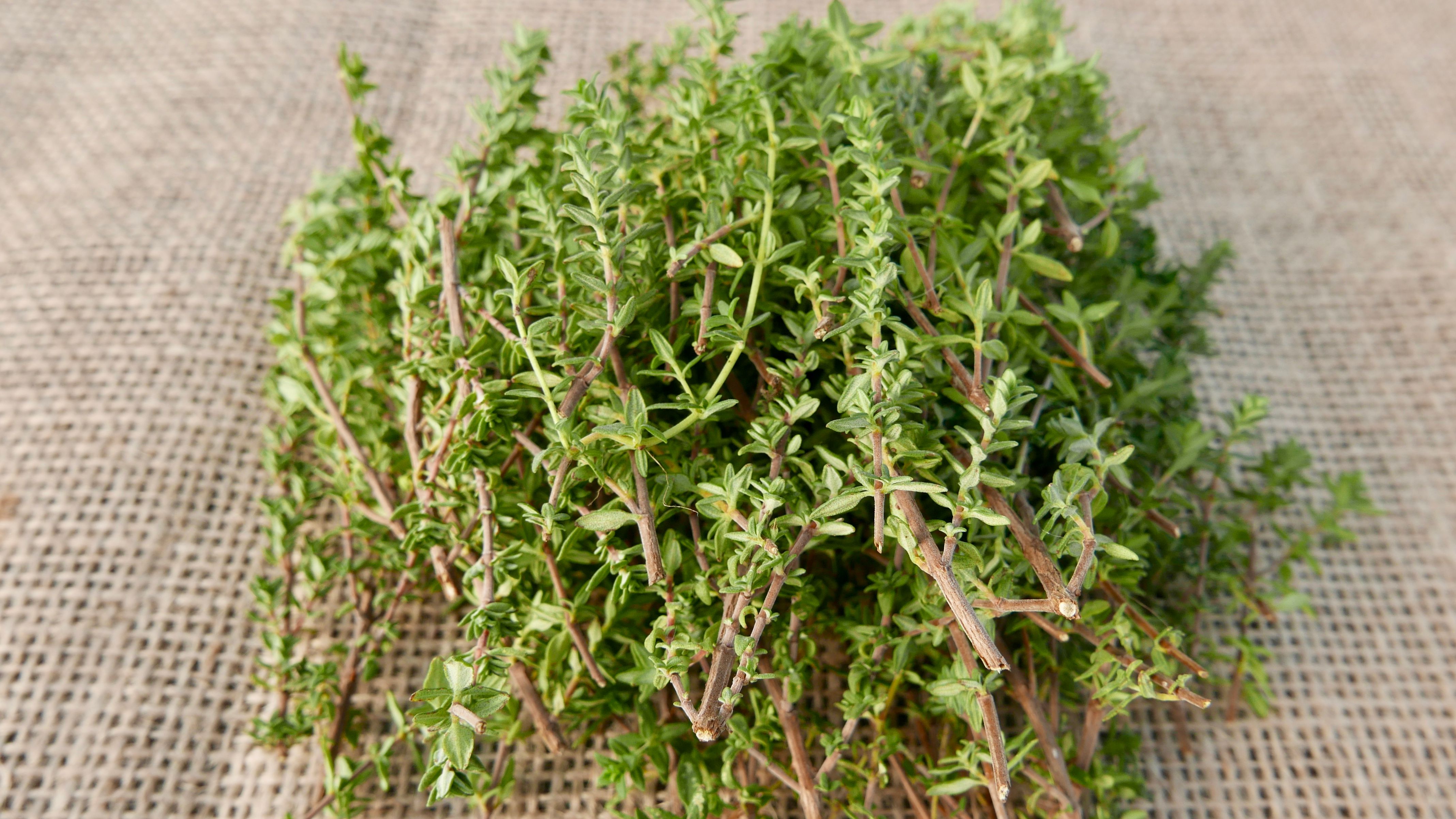 Image of Thyme