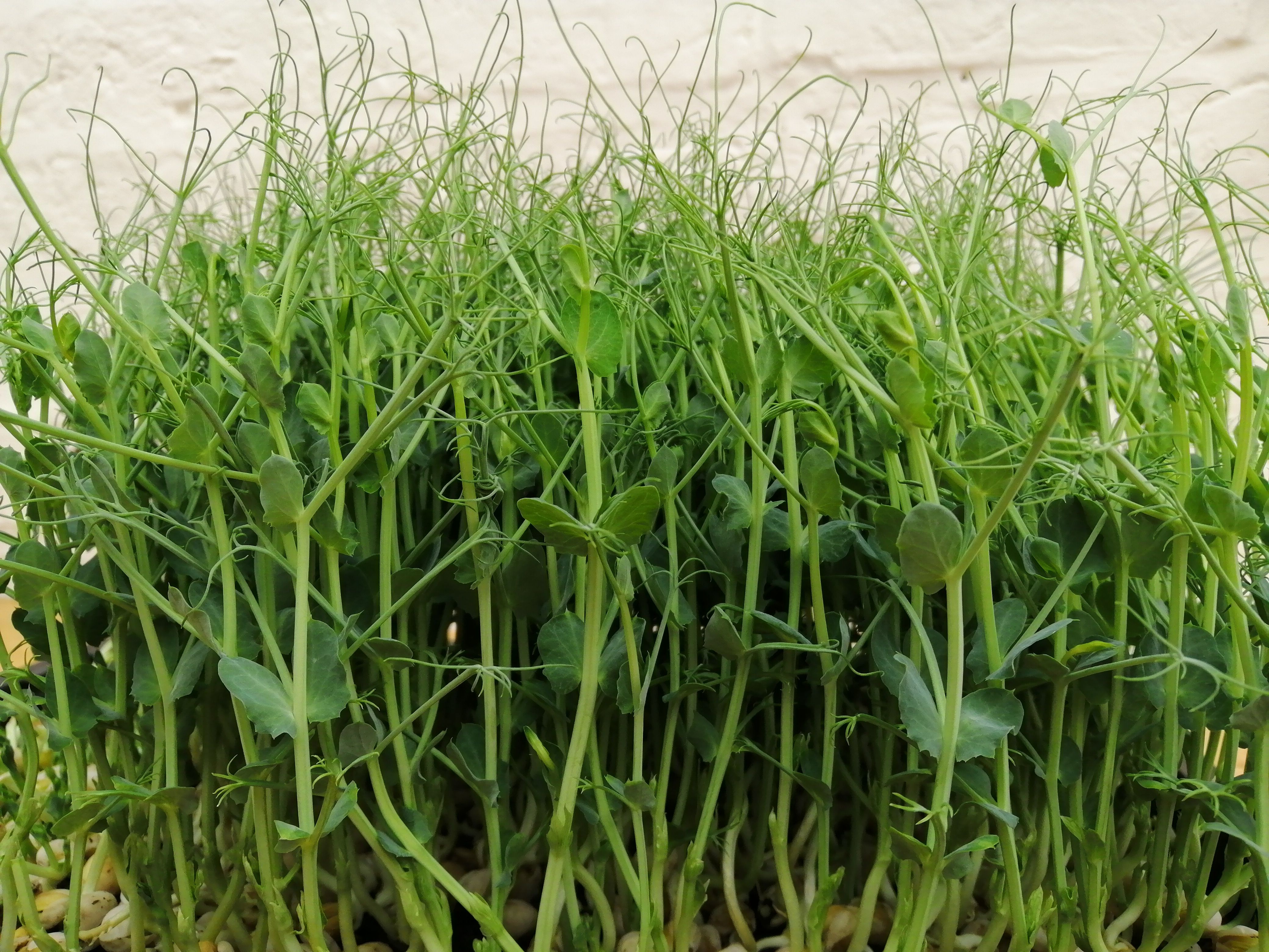 Image of What are Microgreens?