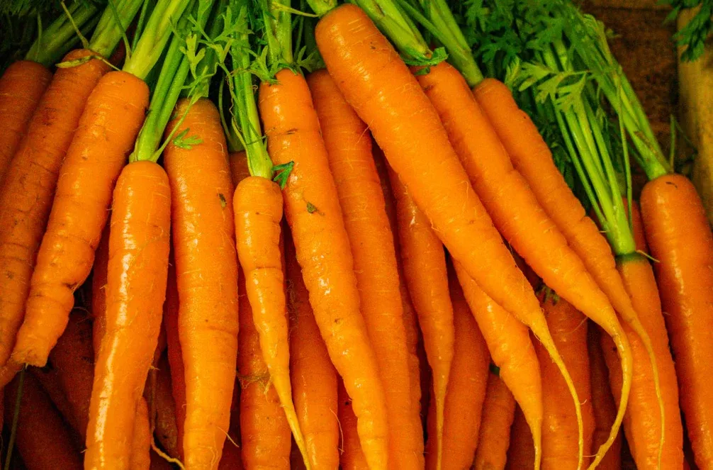 Bunched Carrots
